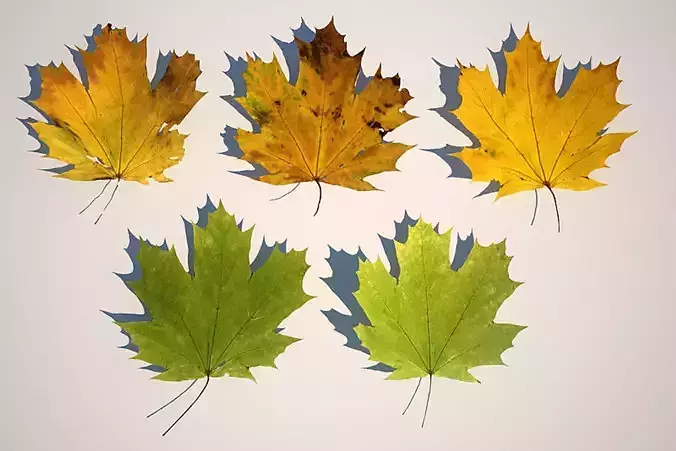 5 Maple Leaves