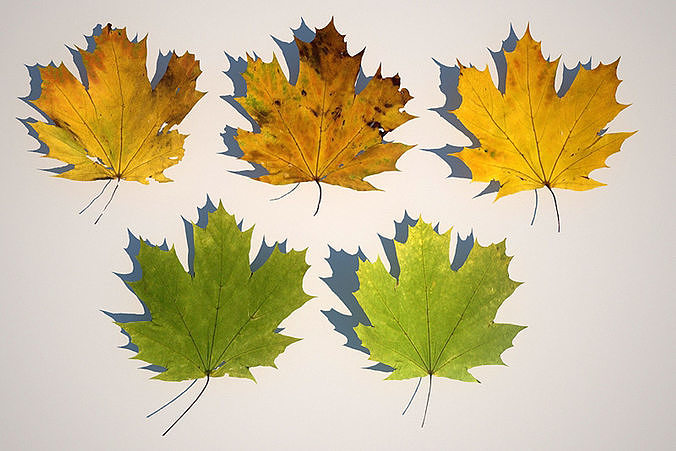 5 Maple Leaves 3D model