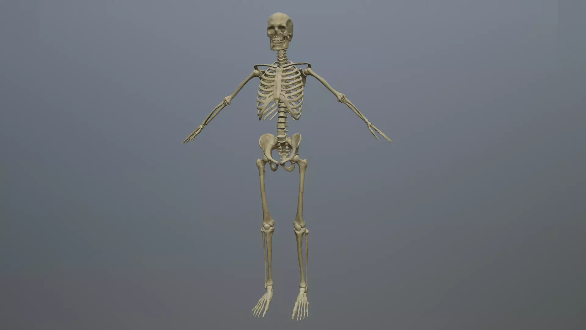 ANATOMIC HUMAN SKELETON PBR Low-poly 3D model