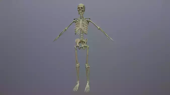 ANATOMIC HUMAN SKELETON PBR