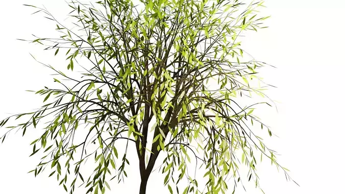 Spring or Summer Tree PBR low-poly game ready 