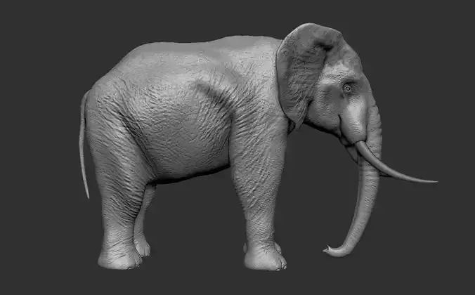 Elephant