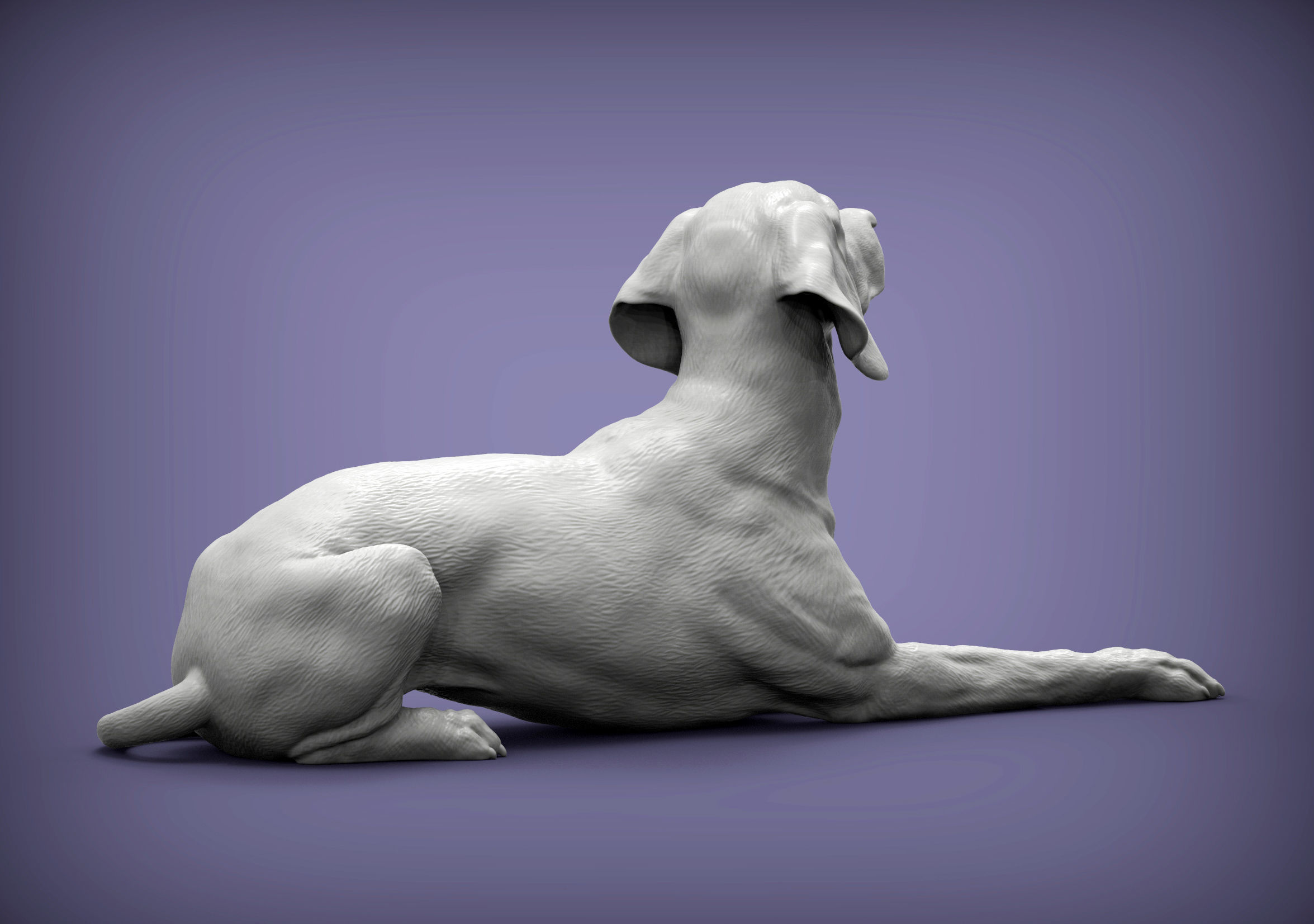 Hungarian vizsla Hungarian Pointing Dog 3D print model  3D print model_4