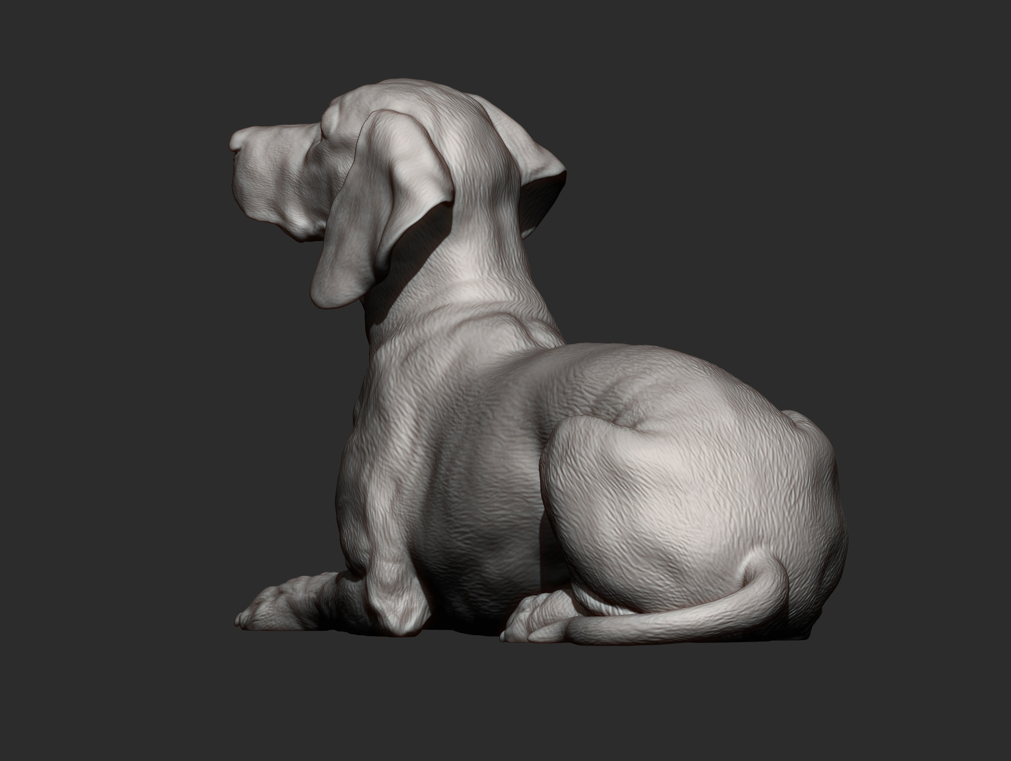 Hungarian vizsla Hungarian Pointing Dog 3D print model  3D print model_8