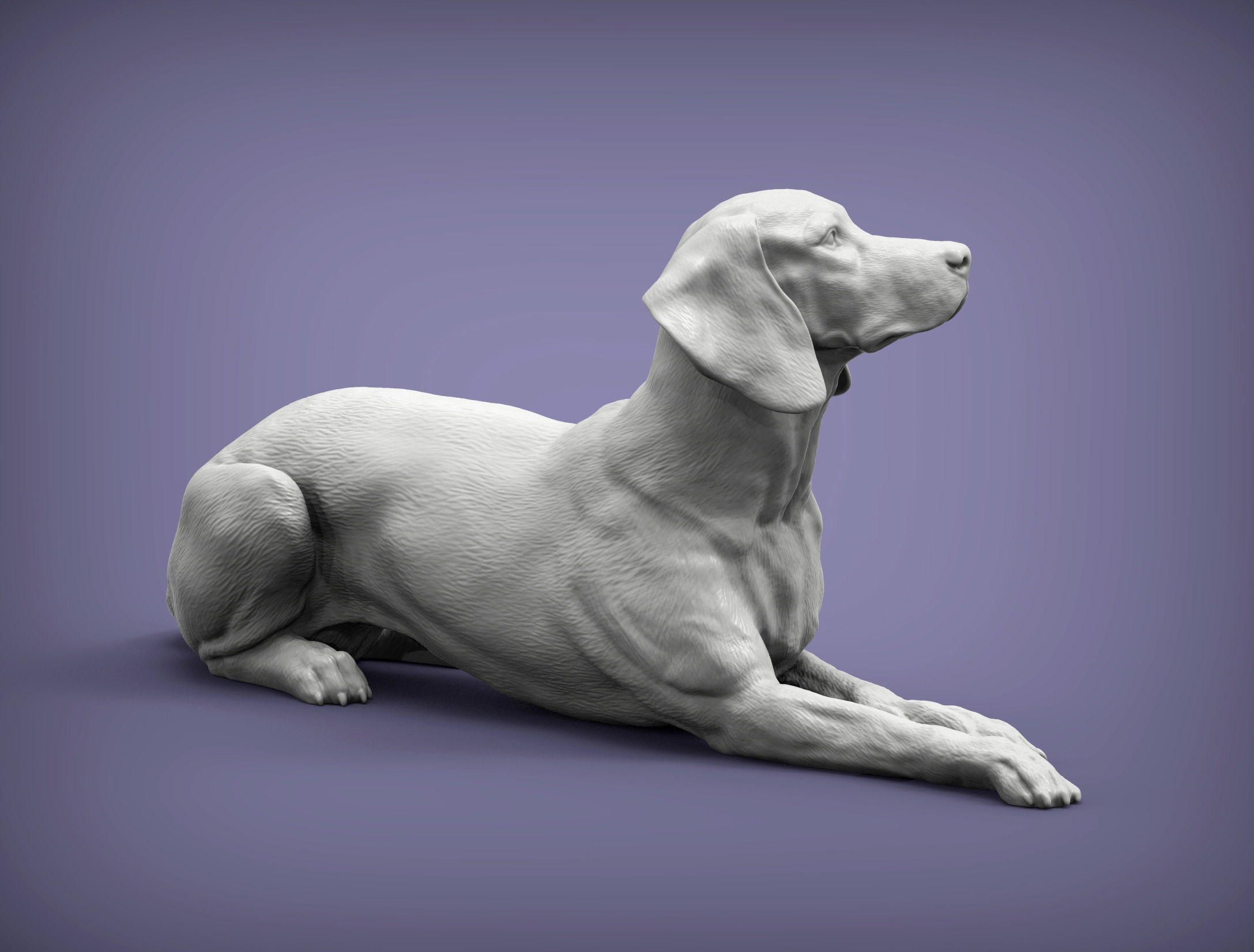 Hungarian vizsla Hungarian Pointing Dog 3D print model  3D print model_3