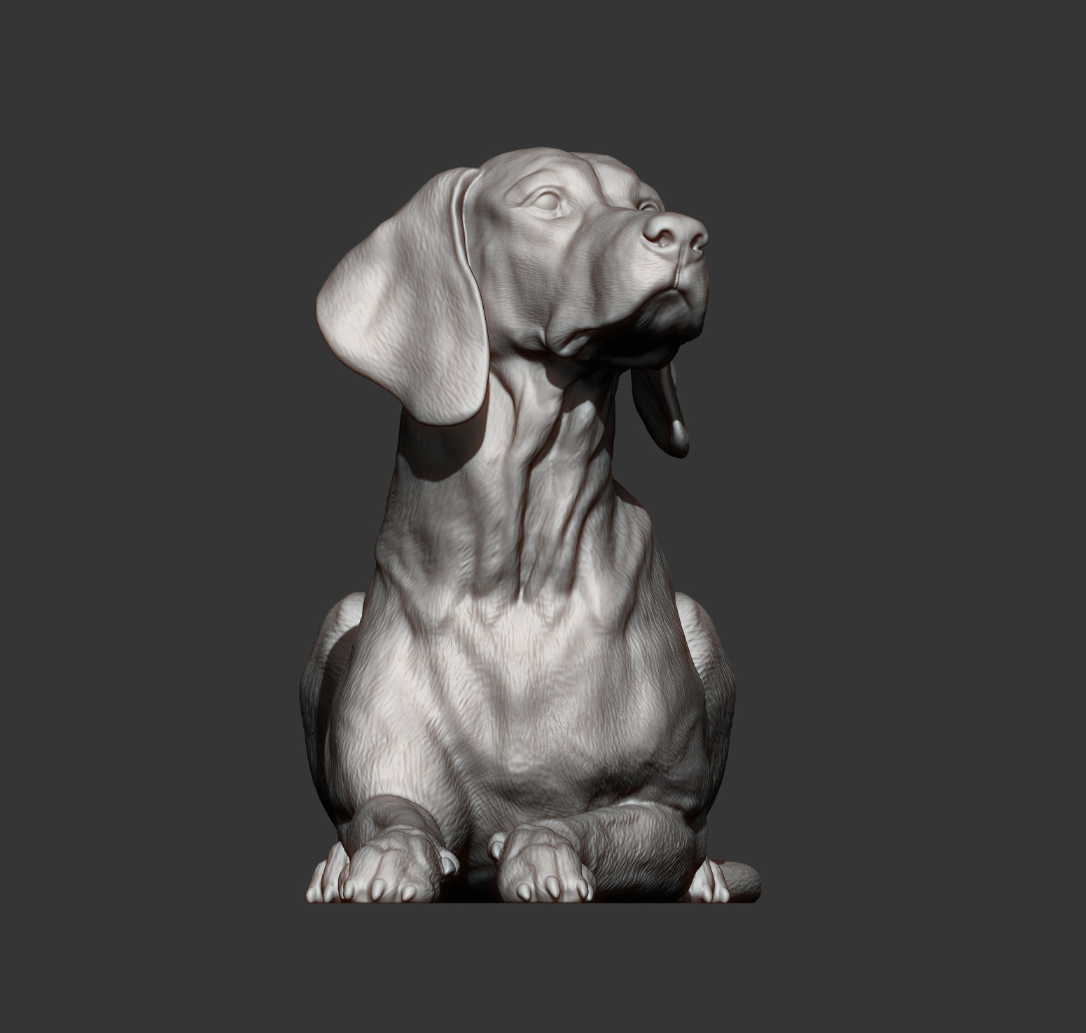 Hungarian vizsla Hungarian Pointing Dog 3D print model  3D print model_11