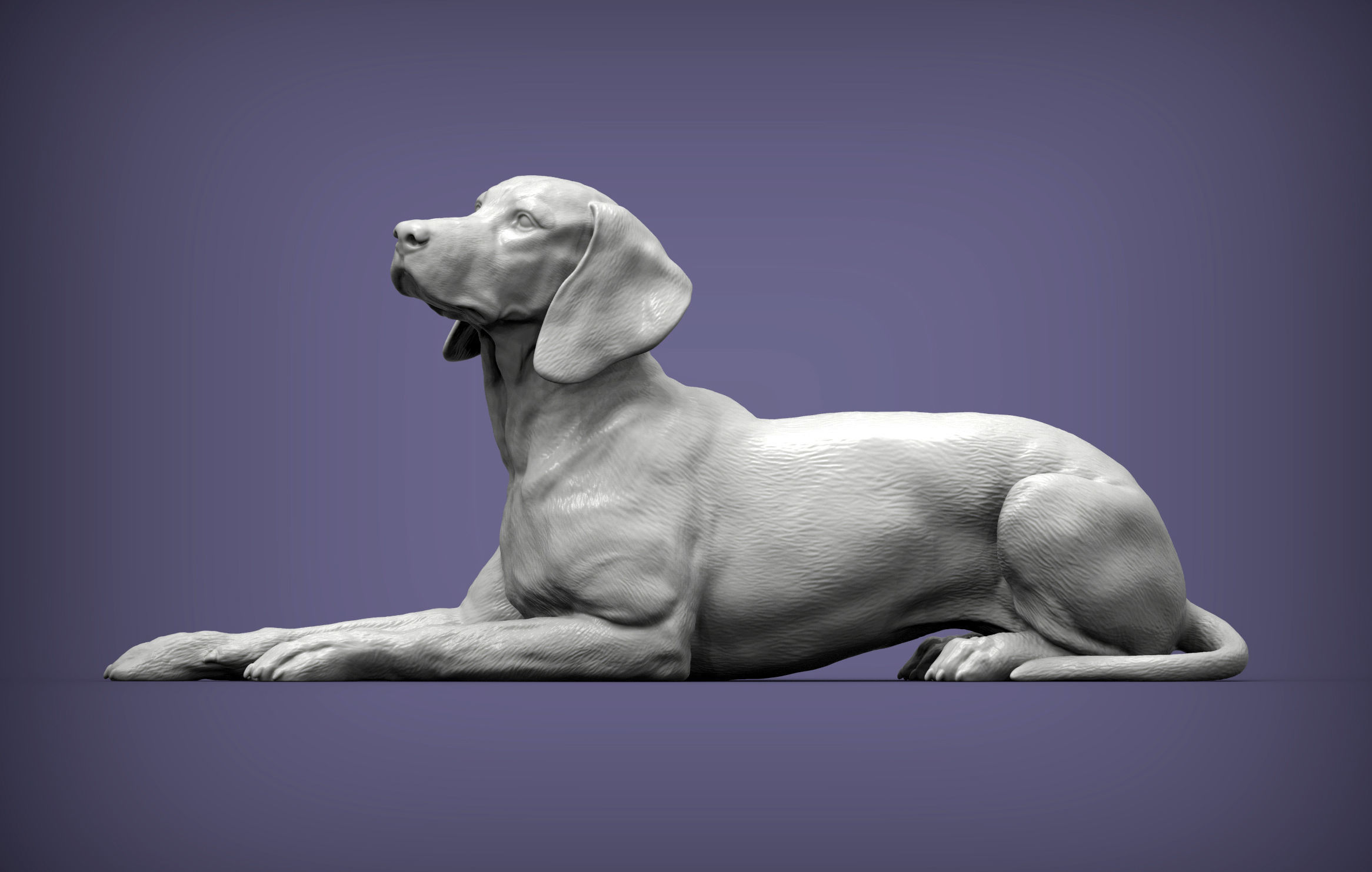 Hungarian vizsla Hungarian Pointing Dog 3D print model  3D print model_1