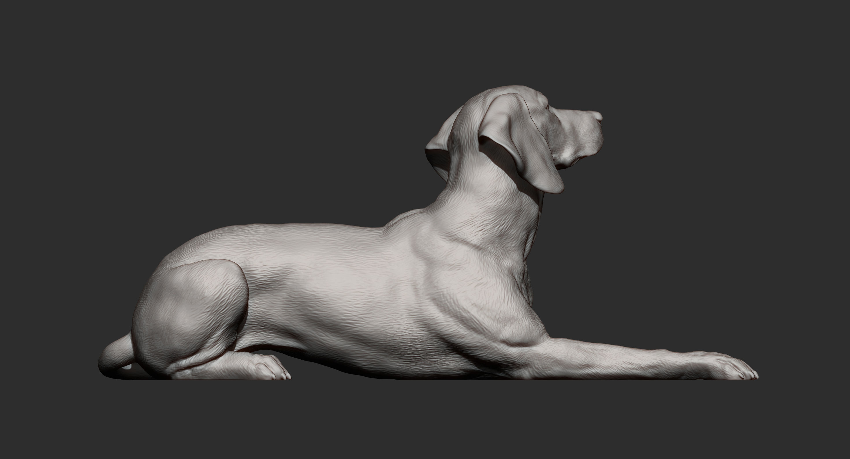 Hungarian vizsla Hungarian Pointing Dog 3D print model  3D print model_9