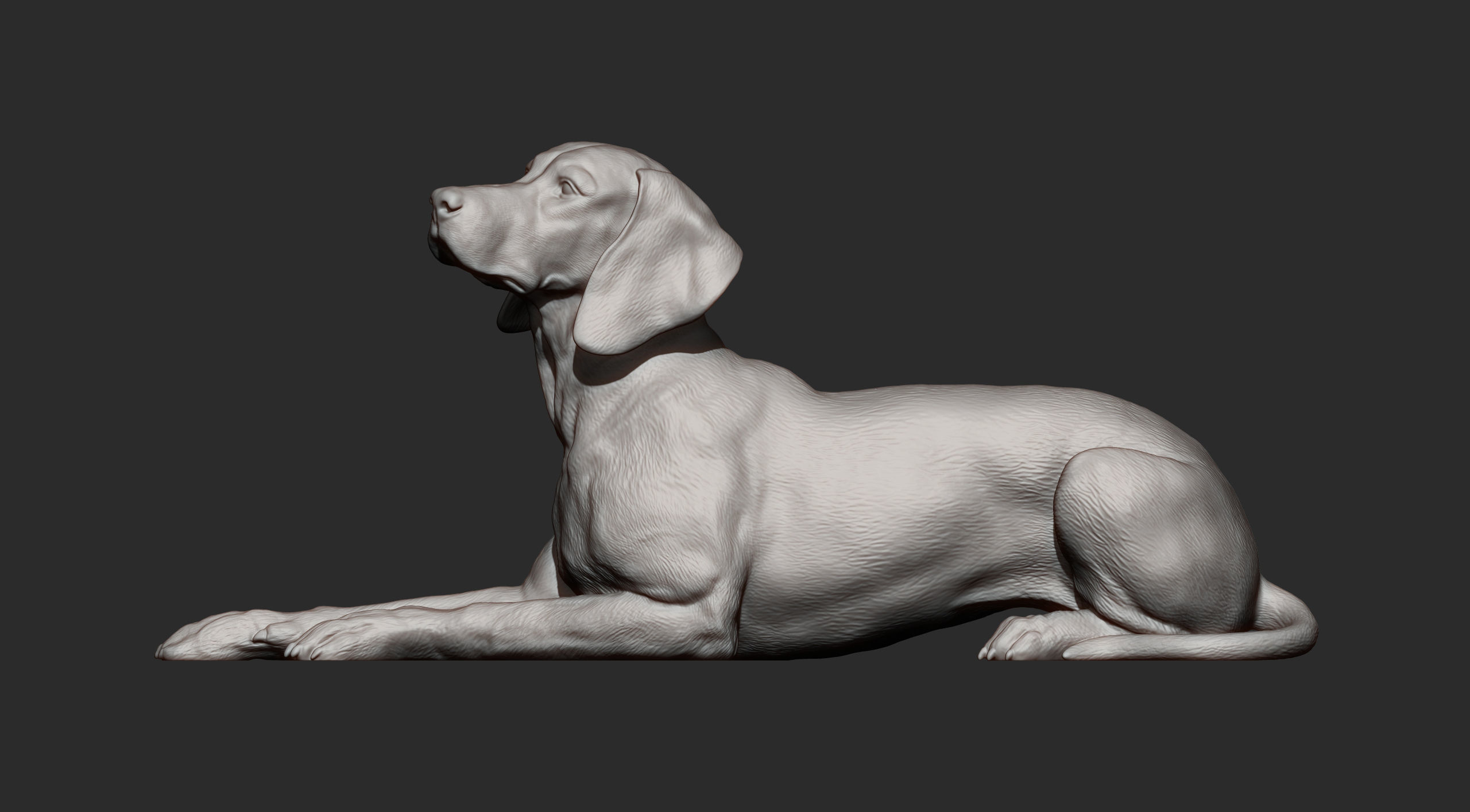 Hungarian vizsla Hungarian Pointing Dog 3D print model  3D print model_10