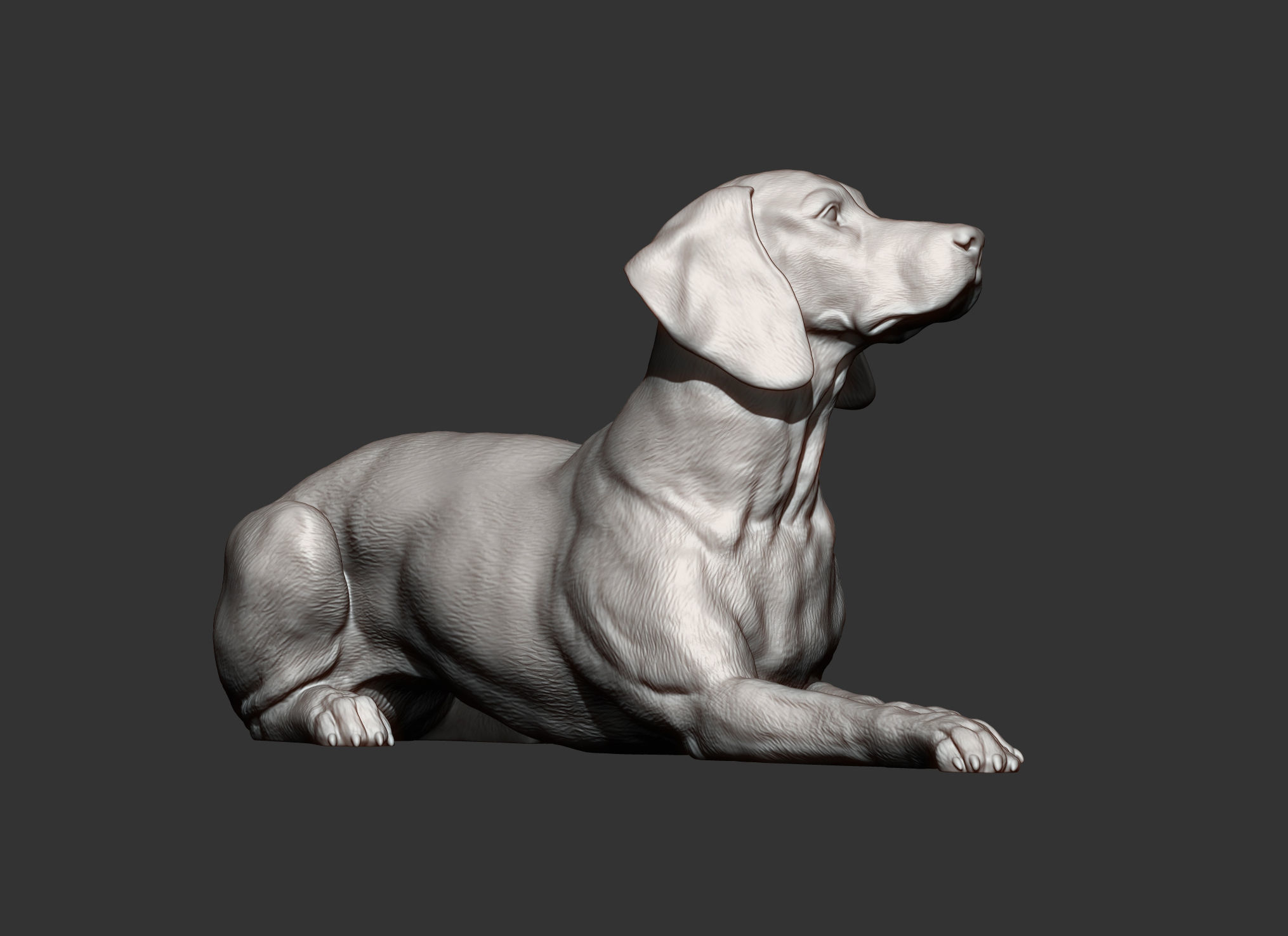 Hungarian vizsla Hungarian Pointing Dog 3D print model  3D print model_7