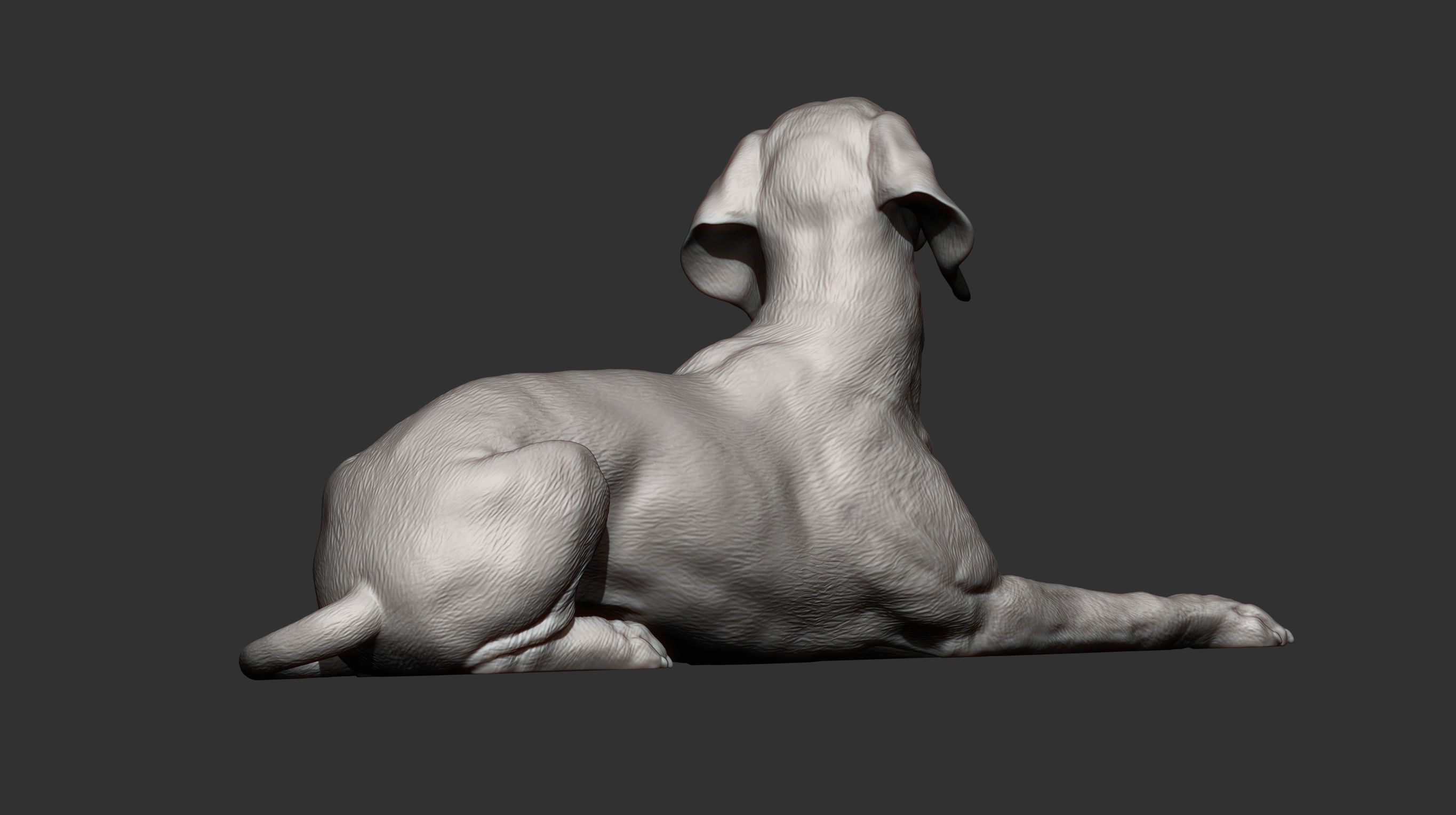 Hungarian vizsla Hungarian Pointing Dog 3D print model  3D print model_6