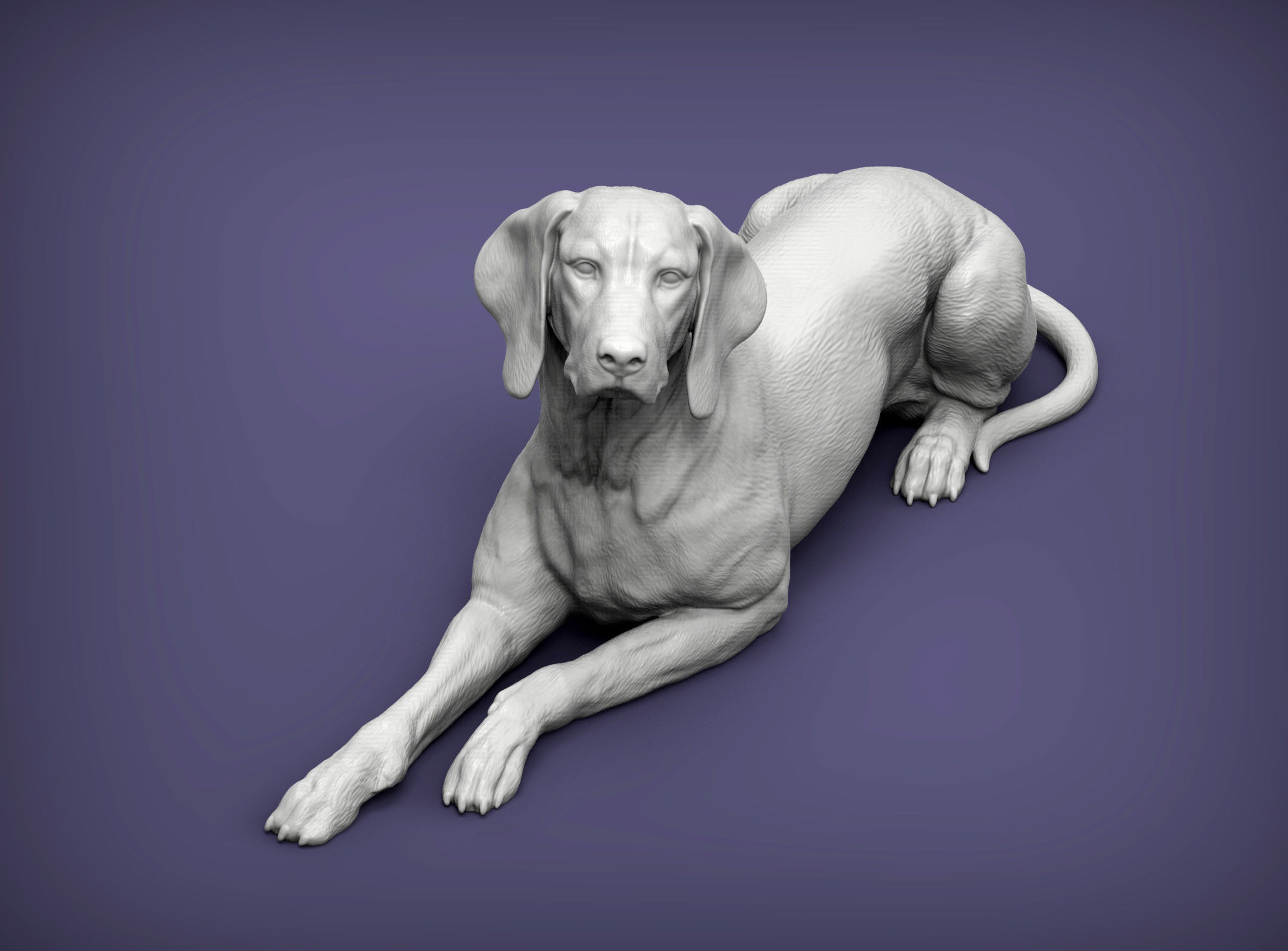 Hungarian vizsla Hungarian Pointing Dog 3D print model  3D print model_2