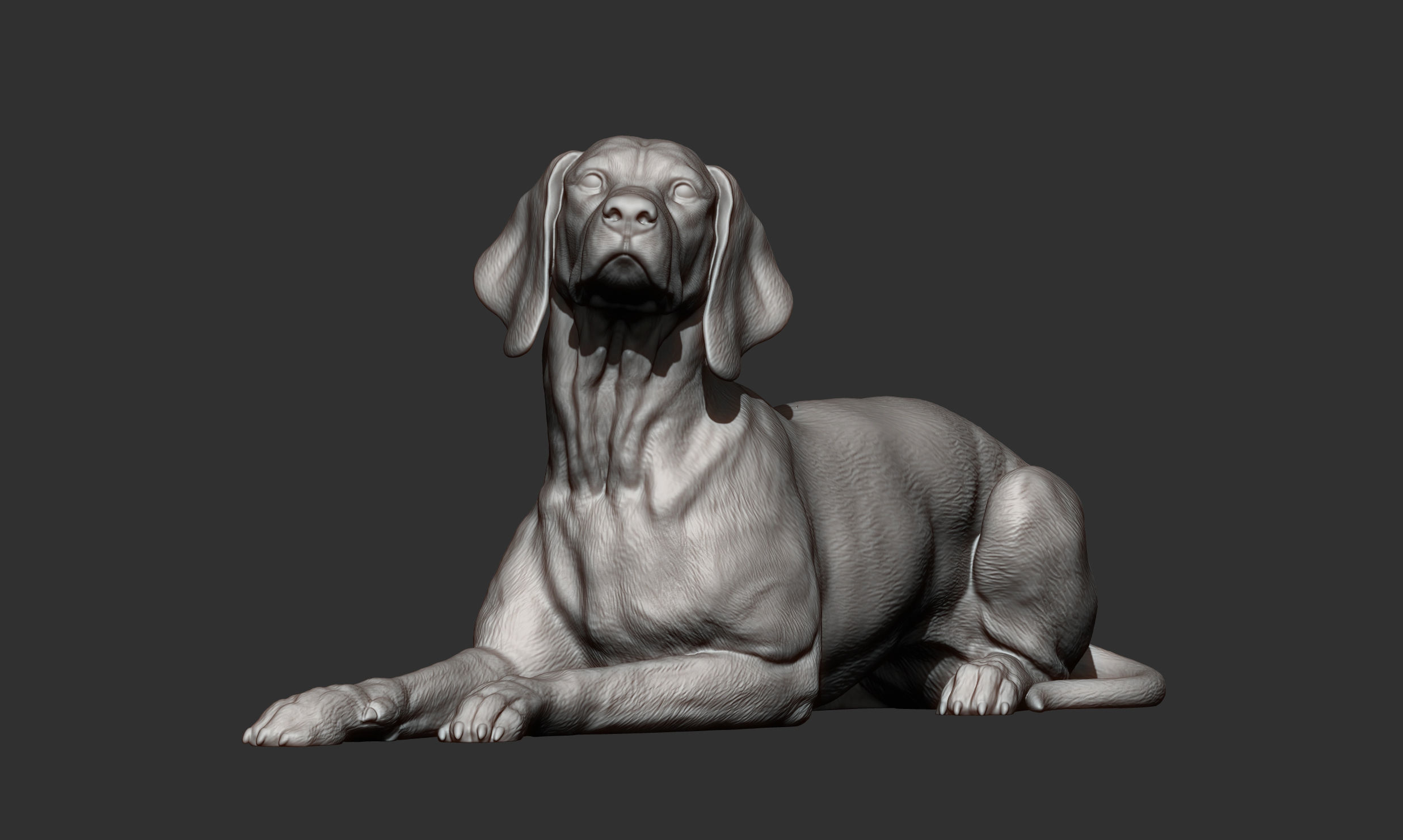 Hungarian vizsla Hungarian Pointing Dog 3D print model  3D print model_12