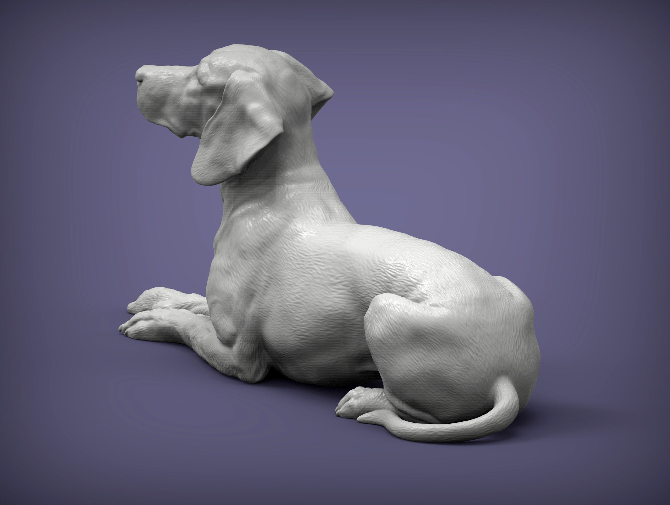 Hungarian vizsla Hungarian Pointing Dog 3D print model  3D print model_5