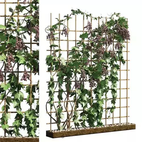 2 Grapevine low and med poly Low-poly 3D model