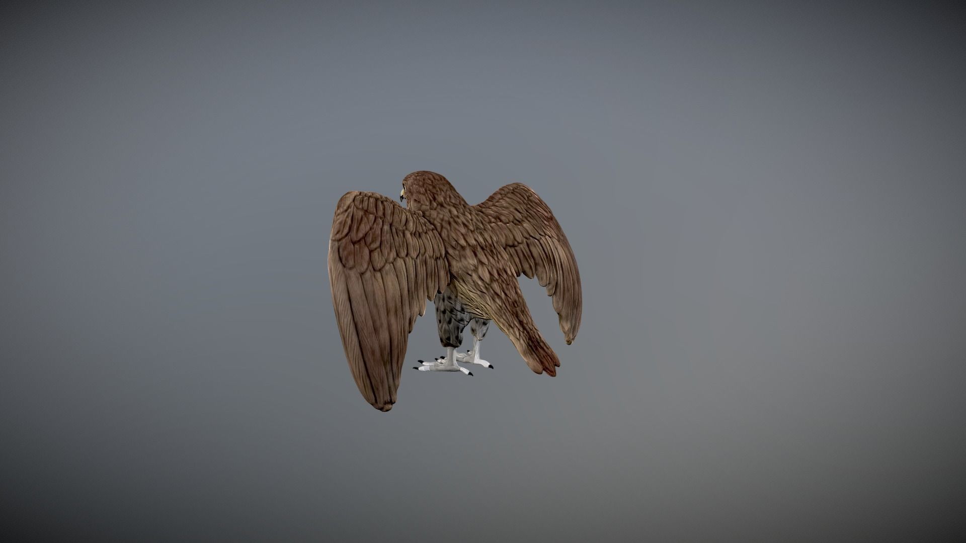 hawk 3d model for 3d print and paint  3D print model_4