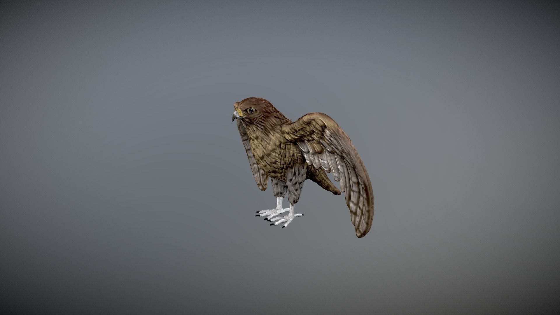 hawk 3d model for 3d print and paint  3D print model_12