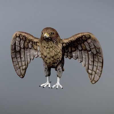 hawk 3d model for 3d print and paint  3D print model_1