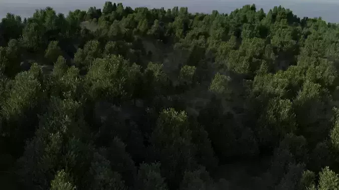 Forest Scene 3D model