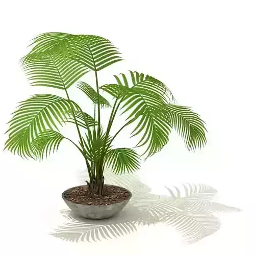 Houseplant palm tree in pot