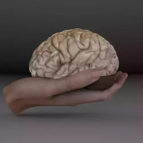 Brain 3D hand holding human