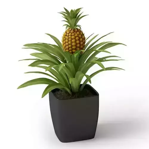 Pineapple Potted Tree With Fruit