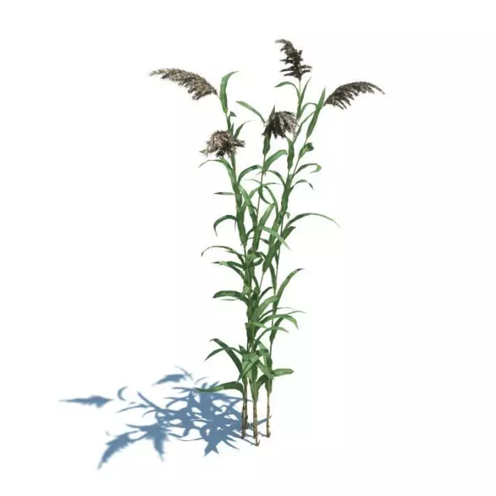 Phragmites Australis Plant 3D model_0