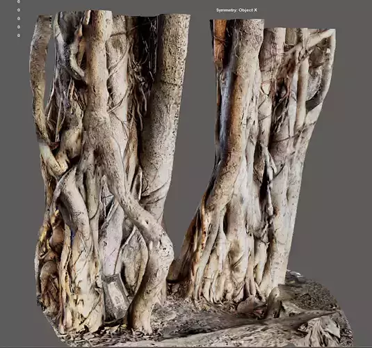 Beautiful Trunks of Tree 3D model