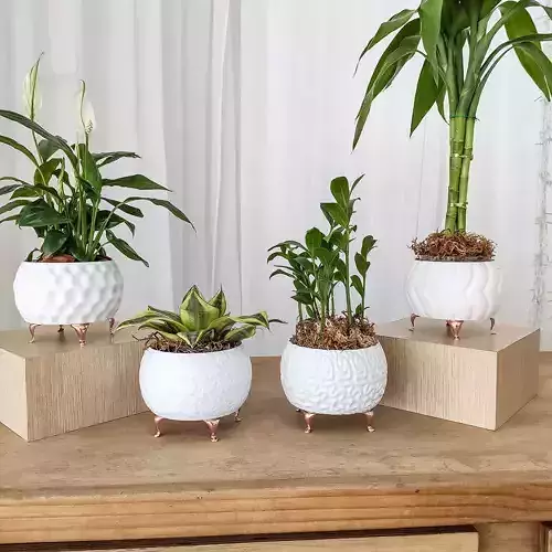 Modern Vase Collection - plant vase