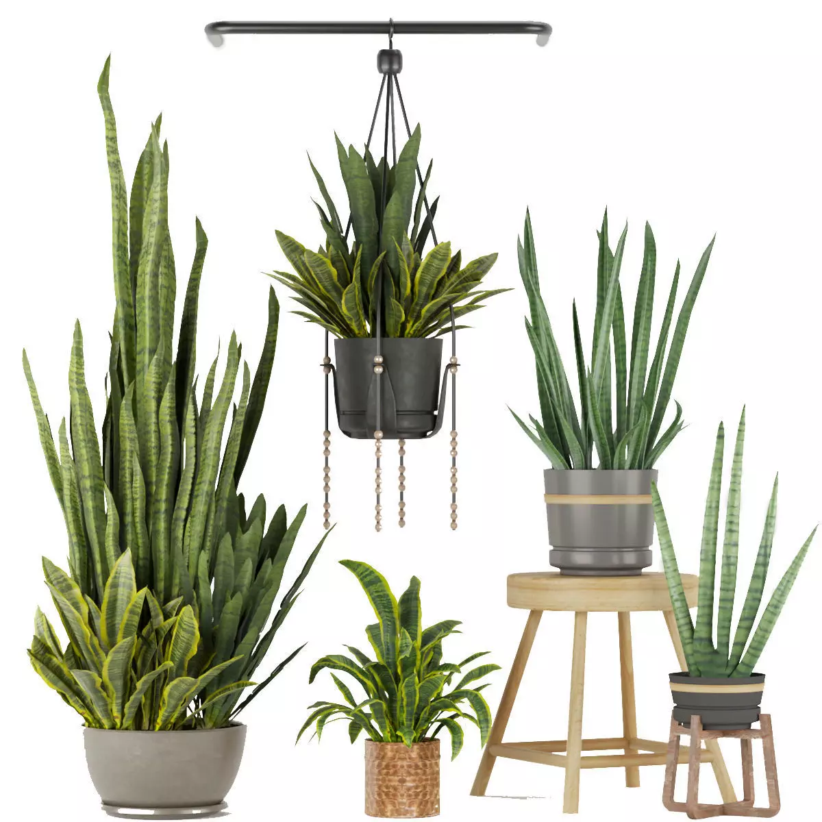 Collection plant vol 352 - sansveria - leaf - ampelous - hanging 3D model_0