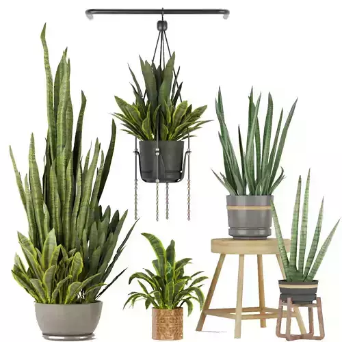 Collection plant vol 352 - sansveria - leaf - ampelous - hanging 3D model