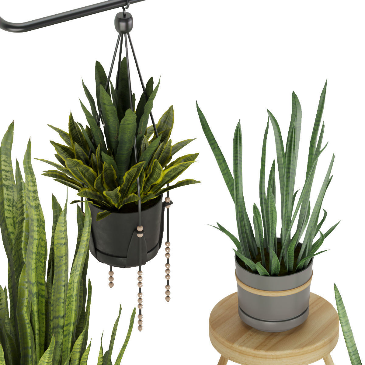 Collection plant vol 352 - sansveria - leaf - ampelous - hanging 3D model_4