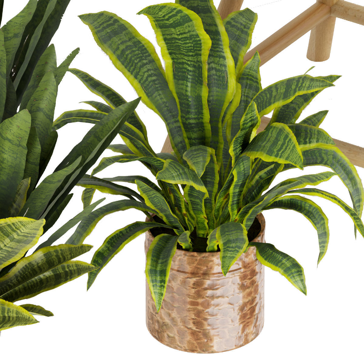 Collection plant vol 352 - sansveria - leaf - ampelous - hanging 3D model_3