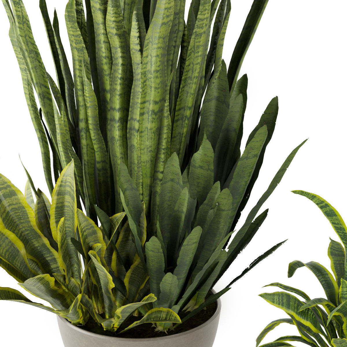 Collection plant vol 352 - sansveria - leaf - ampelous - hanging 3D model_2