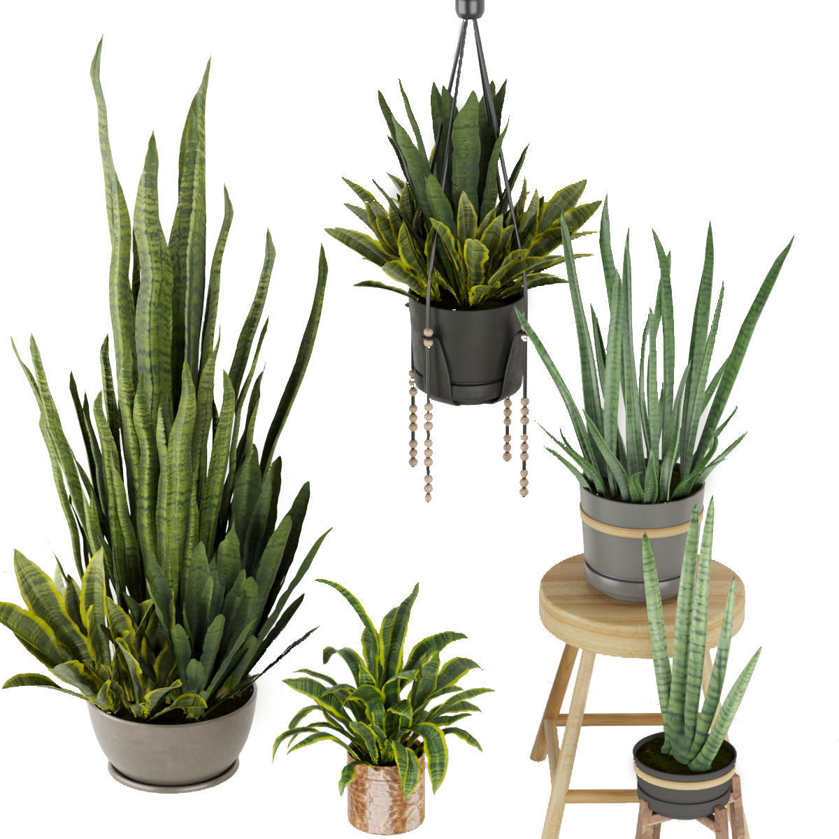 Collection plant vol 352 - sansveria - leaf - ampelous - hanging 3D model_1