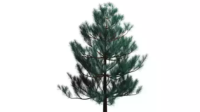 Christmas tree or pine PBR low-poly game ready