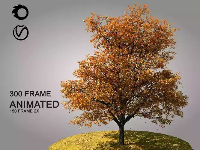 ENGLISH WALNUT 02 autumn 3D model