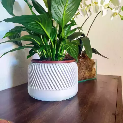 Plant pot with different design 3d