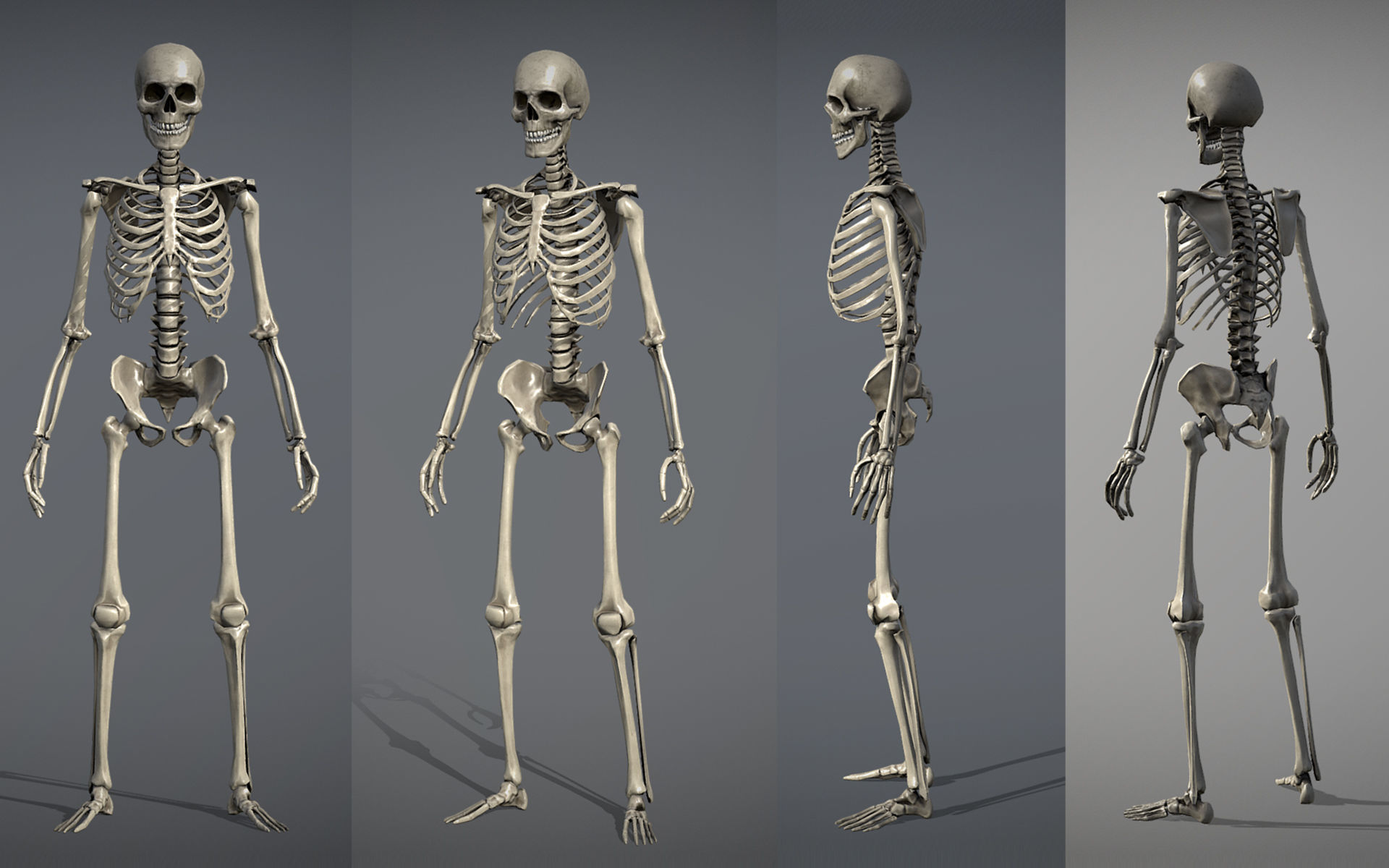 Lowpoly Human Skeleton Low-poly 3D model_3