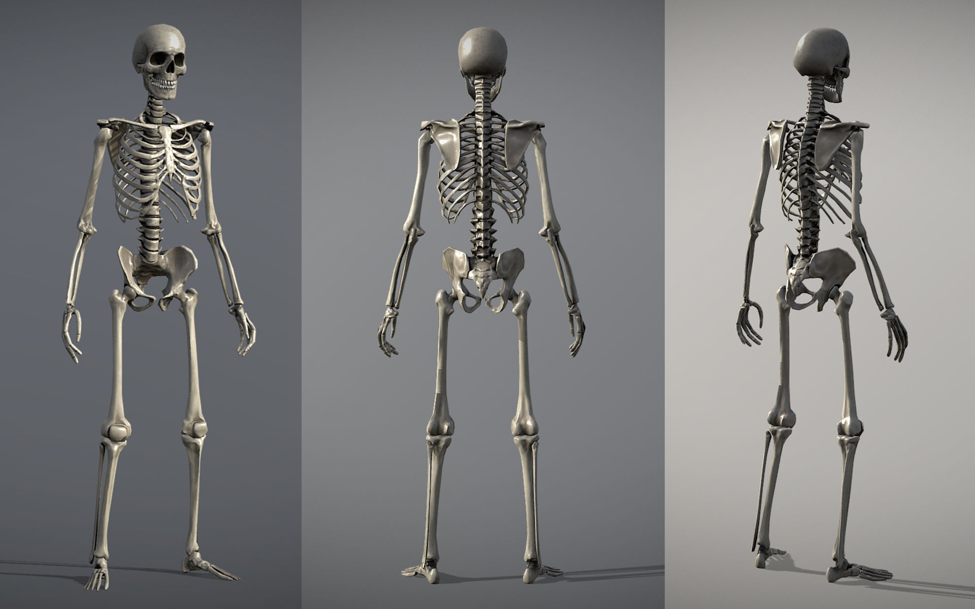 Lowpoly Human Skeleton Low-poly 3D model_2