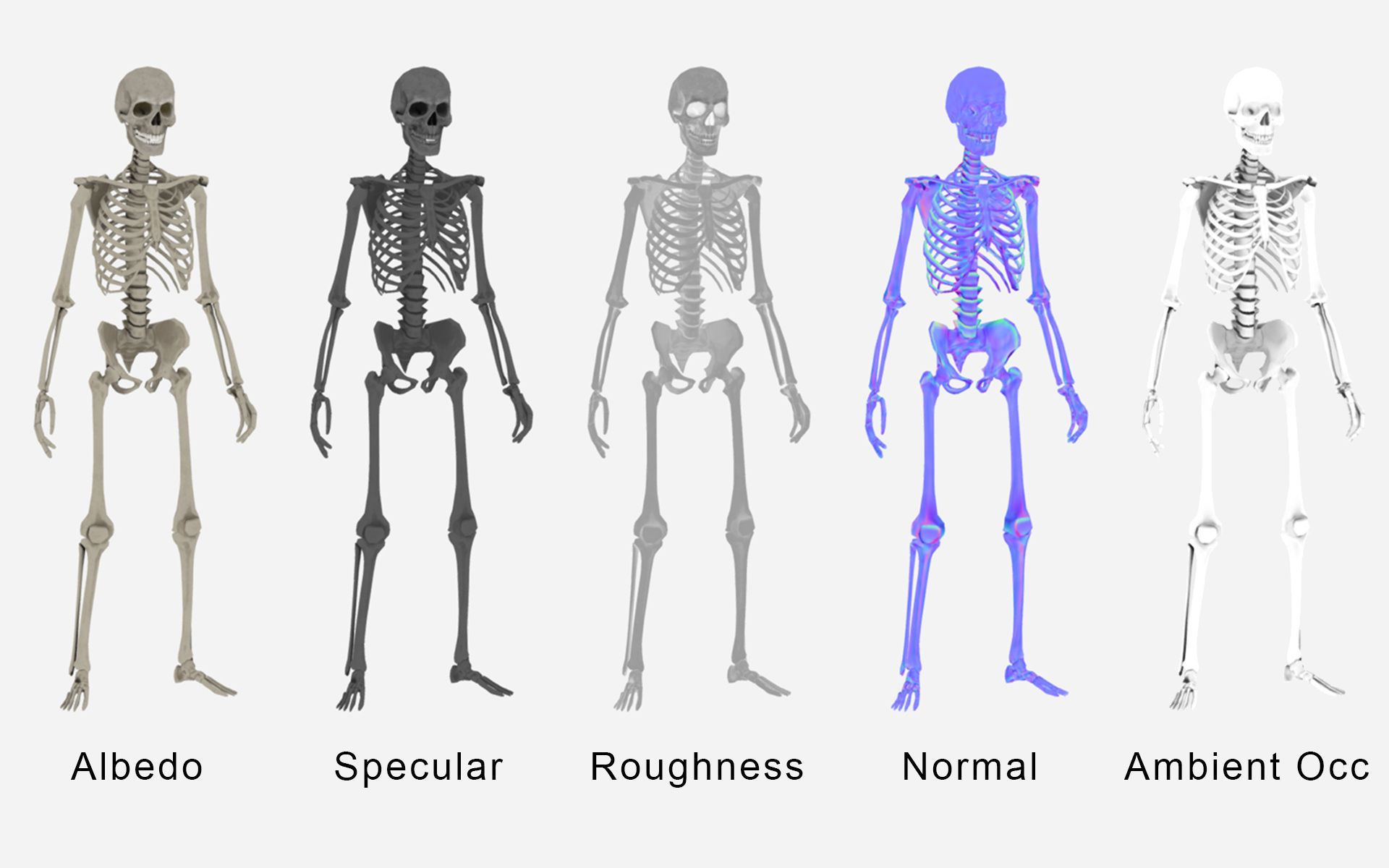 Lowpoly Human Skeleton Low-poly 3D model_5