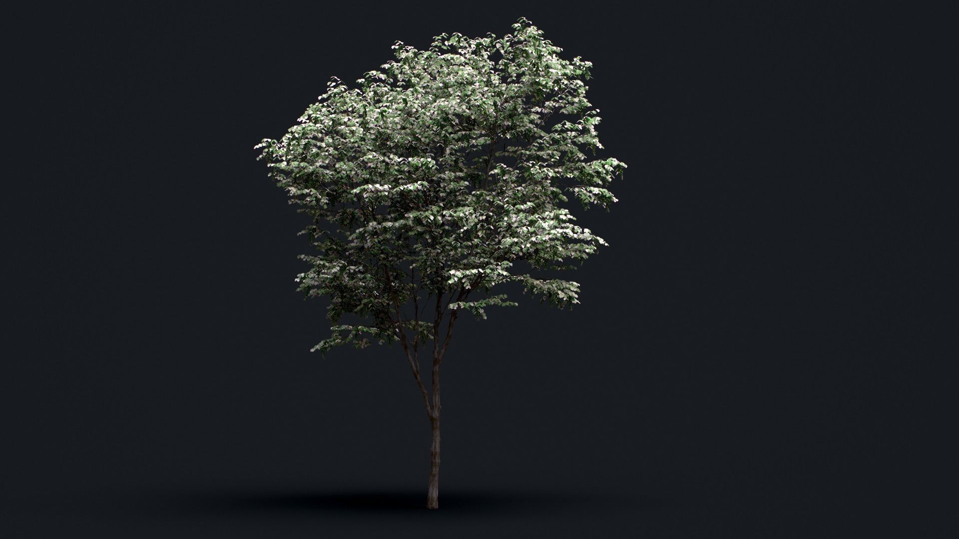 Tree Pack  Low-poly 3D model_6