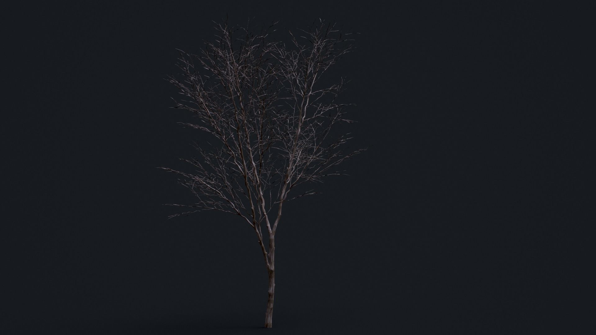 Tree Pack  Low-poly 3D model_9