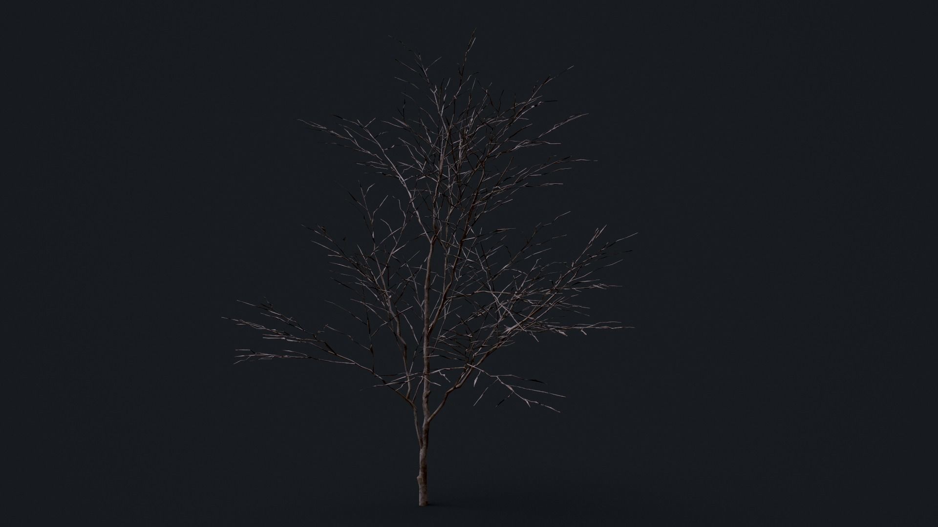 Tree Pack  Low-poly 3D model_13