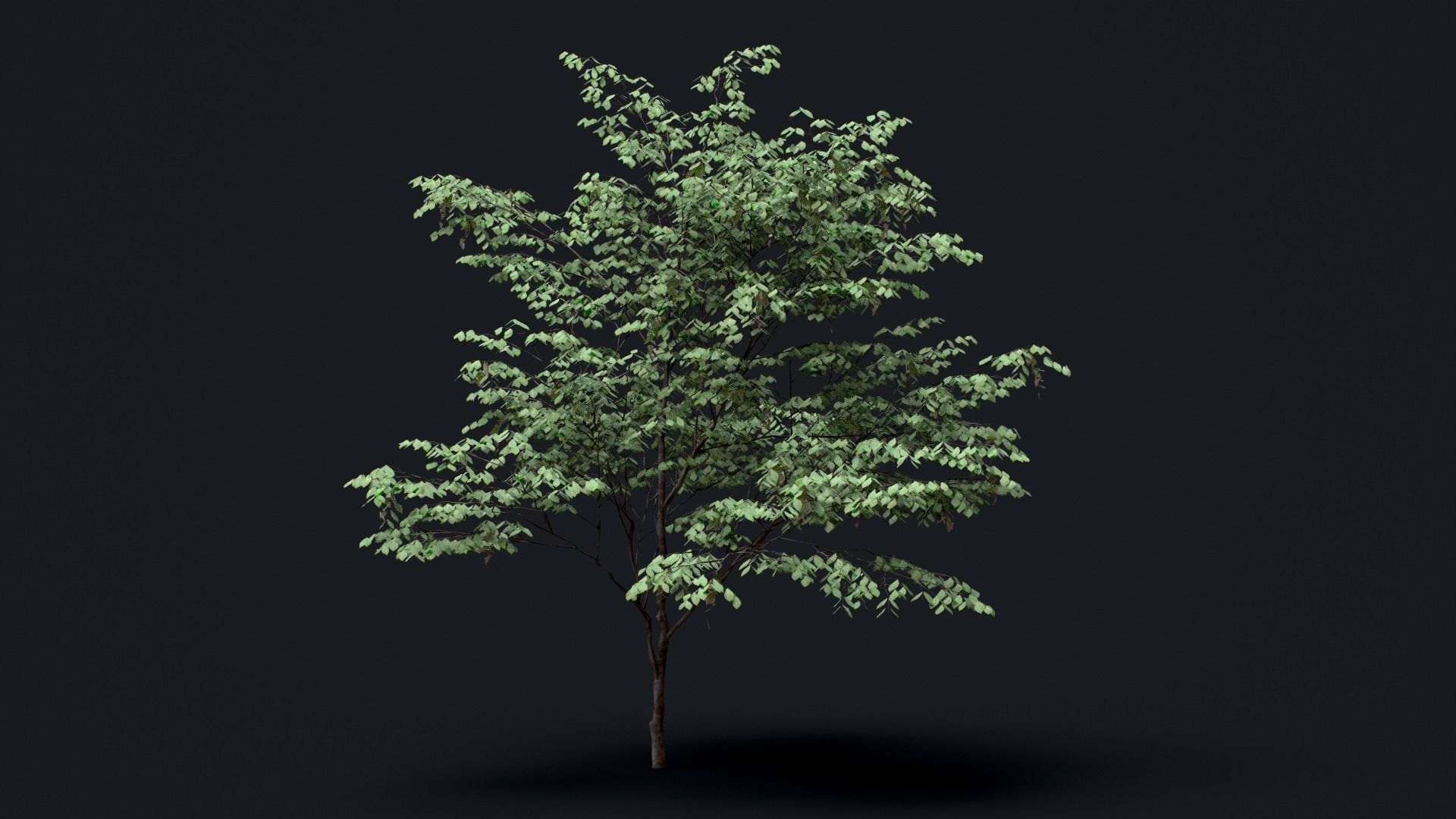 Tree Pack  Low-poly 3D model_4