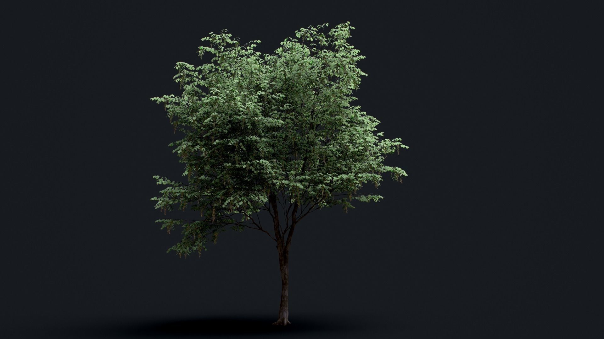 Tree Pack  Low-poly 3D model_3