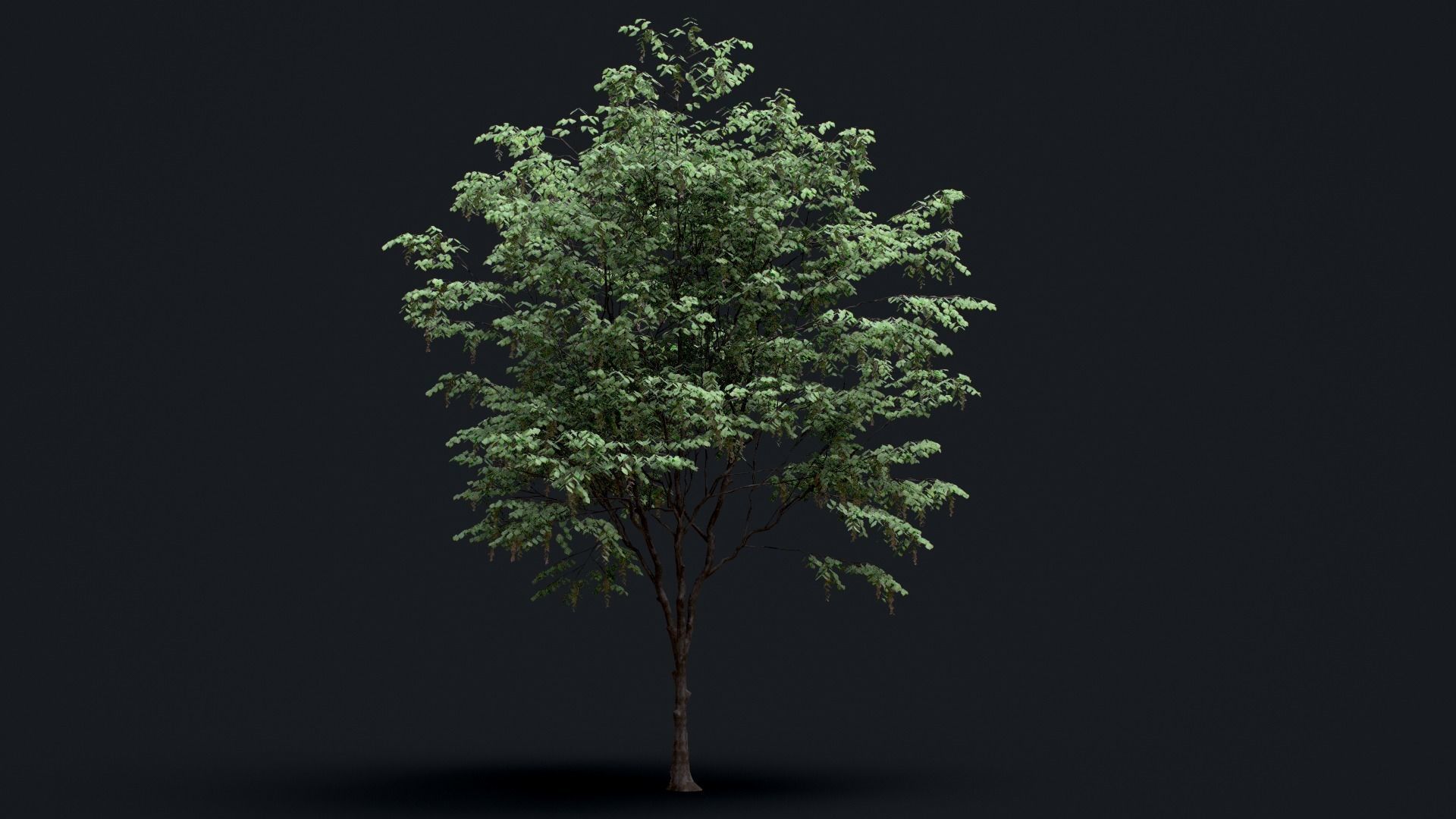 Tree Pack  Low-poly 3D model_5