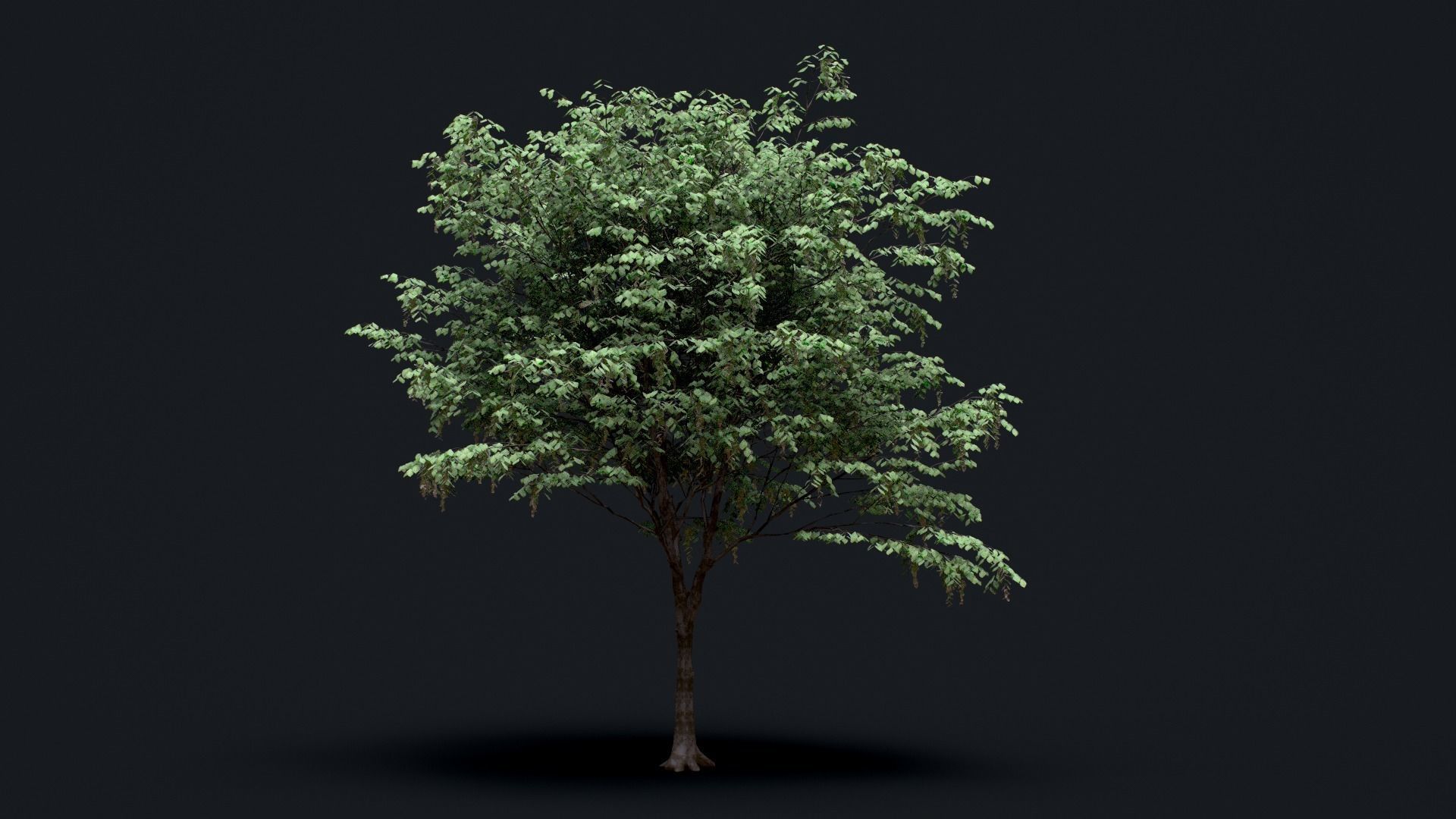 Tree Pack  Low-poly 3D model_7