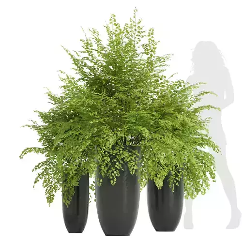 New Plant High detail Adiantum Capillus Veneris Fern 3D model
