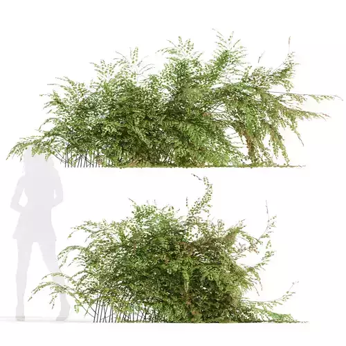 New Plant High detail Adiantum Capillus Veneris Fern